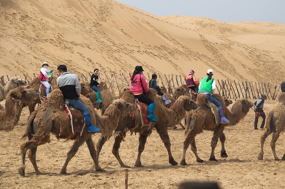 Xiangshawan — dunes et chameaux